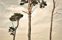 Bussummerheide