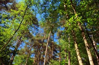 Bossen van Kampina 