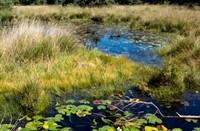 Kampina