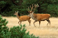 Herten in De Hoge Veluwe