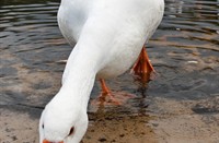 Gans
