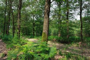 Wandelpad Hoog Buurlo
