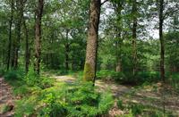Wandelpad Hoog Buurlo, Hoog Buurlo