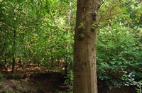 Leuvenumse Bos