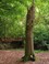 Leuvenumse Bos