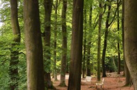 Leuvenumse Bos