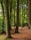 Leuvenumse Bos