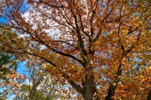 LeersumseVeld