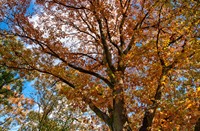 LeersumseVeld