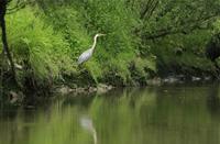 Langs de oevers wachten reigers op hun maaltijd