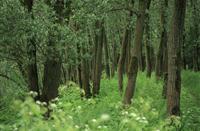 Wildgroei Biesbosch