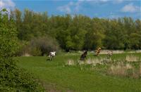 Paarden mogen de natuur helpen