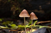 Staelduinse bos, Staelduinse Bos