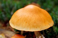 Pannenhoef