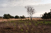 Strabrechtse heide