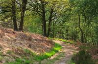 Romantische wandelpaden op De Meinweg