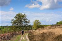 Glooiende heidevelden van de Meinveld