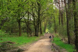 Geheimzinnige bossen van De Meinweg