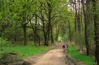 Geheimzinnige bossen van De Meinweg, meinw