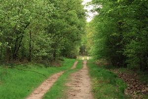 Bossen van De Meinweg