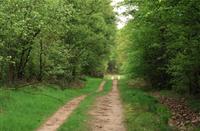 Bossen van De Meinweg