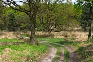 Wandelpaden door de heide