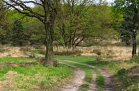 Wandelpaden door de heide