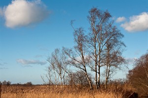 Nieuwkoopse plassen