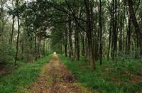 Wandelpad loopt door de bossen