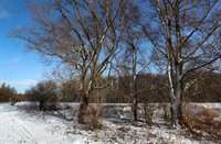 Nationaal Park De Biesbosch