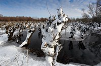 Nationaal Park De Biesbosch
