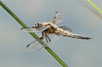 Libelle