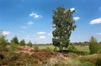 de Hamert, Maasduinen