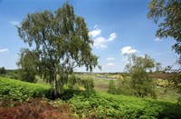 de Hamert, Maasduinen