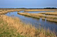 Riet op het Lauwersmeer, Lauwersmeer