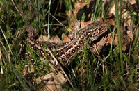 Hagedis in Landgoed de Hamert