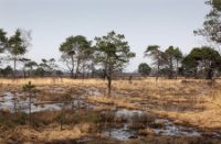 Kalmthoutse Heide