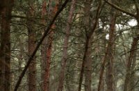 Kalmthoutse Heide