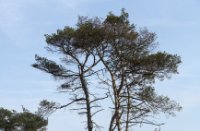 Grove denne in het Nationaal Park Kalmthoutse Heide