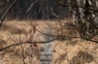 Kalmthoutse Heide
