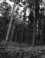 Amerongse Bos