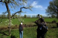 Bloesems op de appelsdijk te Geldermalsen