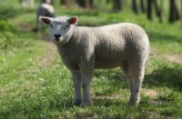 Lammetjes op de appelsdijk langs de linge