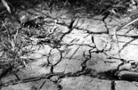 Droogte in het natuurgebied Klein Profijt