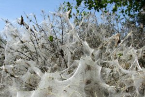 Wormen in Natuurgebied Meijendel
