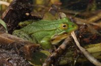 Groene Kikker in Nieuw Wulven, Nieuw Wulven, Groene Kikker