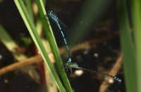 Azuurwaterjuffer in Nieuw Wulven, Nieuw Wulven, Azuurwaterjuffer