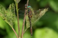 Libelle in Nieuw Wulven, Nieuw Wulven