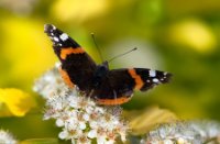 Atalanta in het Staelduinse Bos, Het Staelduinse Bos, Atalanta