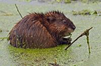 Muskusrat